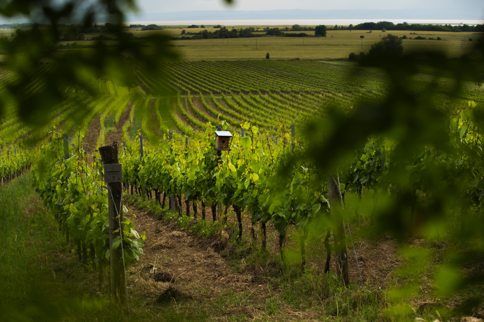 Paul Achs - Ungerberg