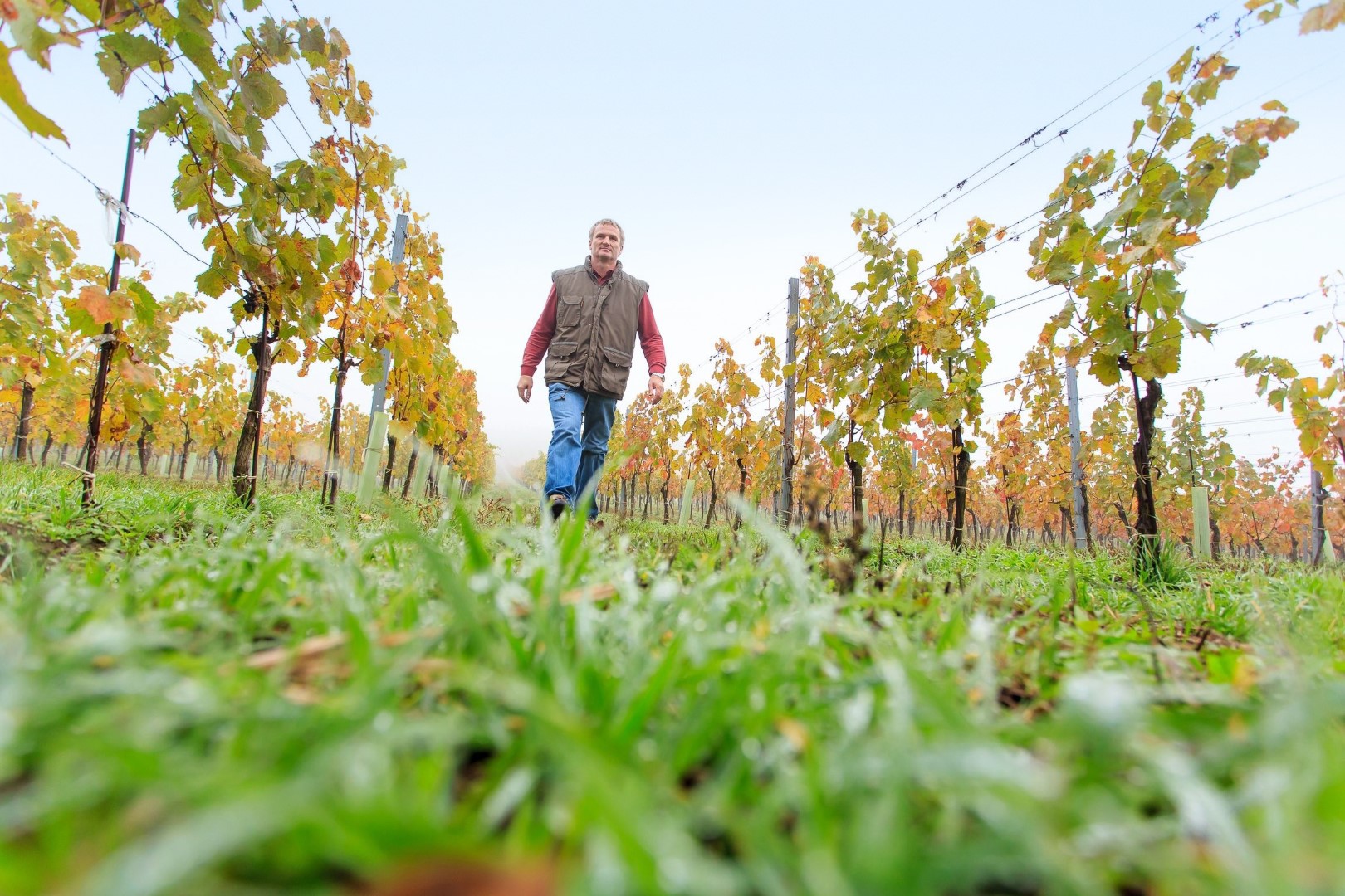Paul Achs im Weingarten