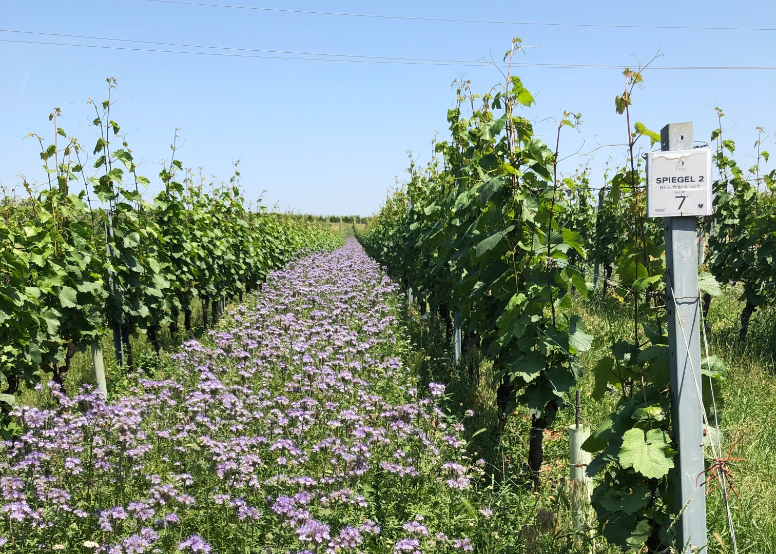 Paul Achs - Weingarten