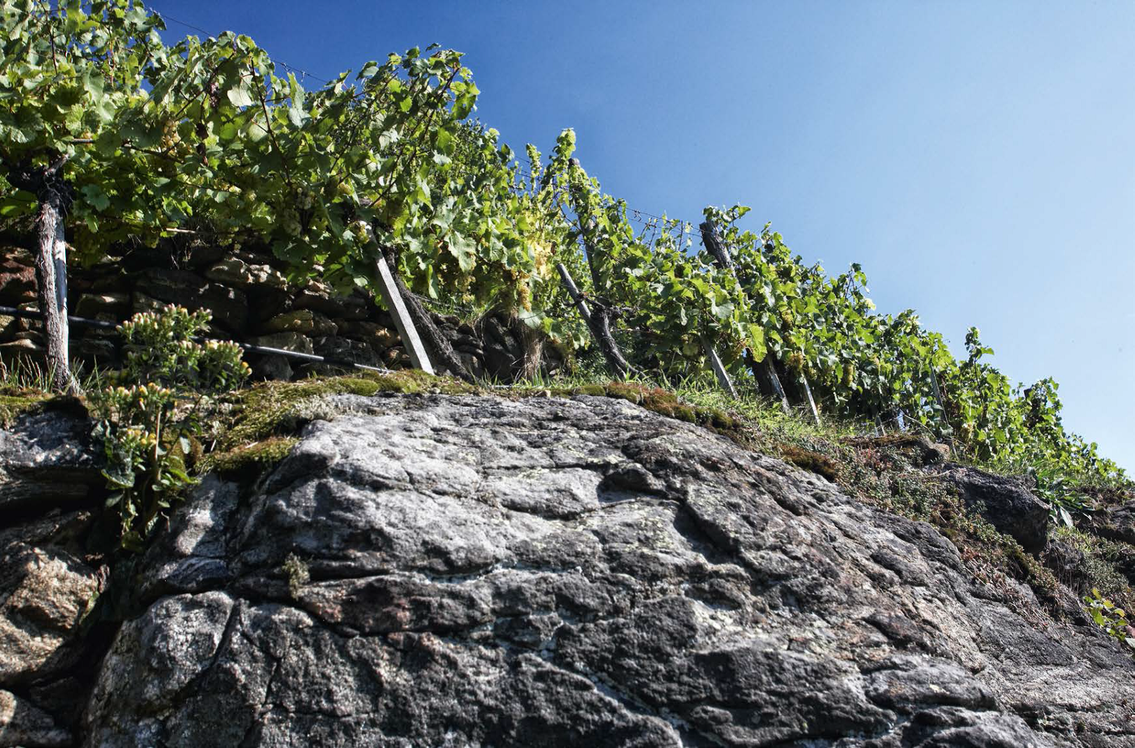 Weingut Pichler - Riesling Achleithen