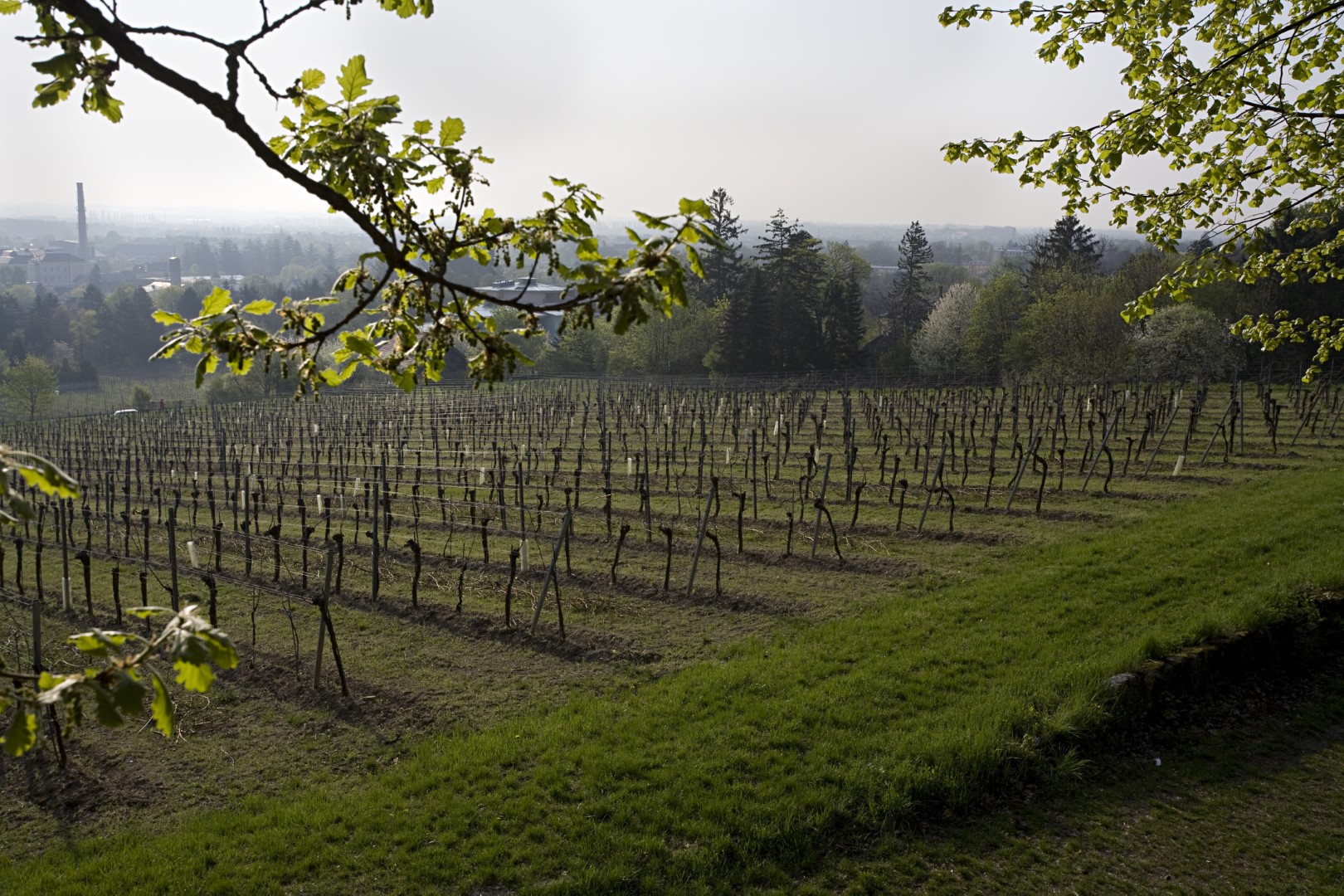 Schlumberger Weingarten