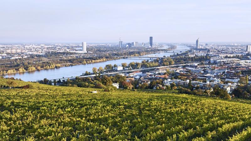 Weingärten über Wien