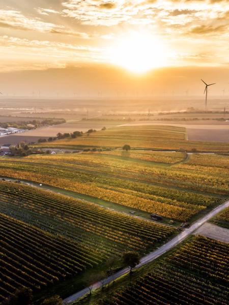 Blick über die Weinreben Carnuntums