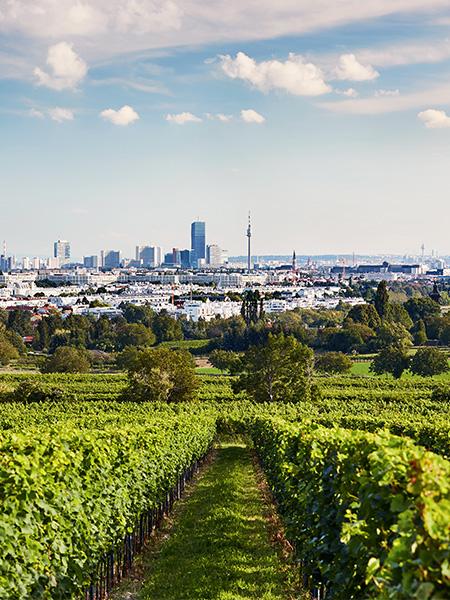 Weingärten über Wien